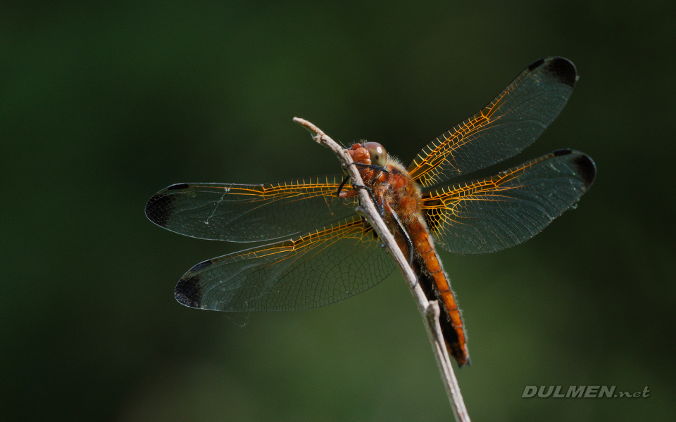 AS Blue Chaser (Libellula fulva)